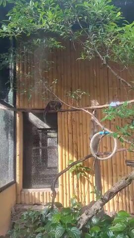 The video shows a monkey on a branch inside an enclosure, likely at a zoo or sanctuary. The enclosure has a bamboo wall and a partially visible cage or shelter on the left side.  There are various branches, foliage, and a rope hanging within the enclosure.  The monkey is perched on a branch, with its back facing the camera initially. The monkey makes a small, quiet vocalization.