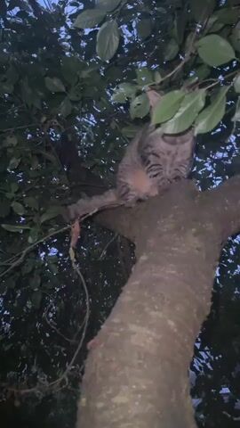 A tabby cat is perched on a thick tree branch, surrounded by green leaves. The cat is facing the camera, with its eyes glowing green. The background is dark, suggesting it is nighttime or dusk. The camera is angled upwards, capturing the cat from below.