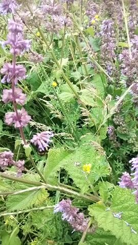 A bee flies among tall purple flowers and green leaves. The bee is fuzzy and black and yellow. The video is shaky and the focus shifts.