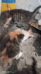 Kittens playing and resting in a scrappy outdoor spot