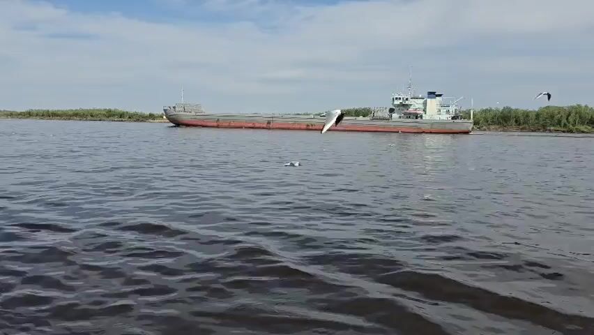 A wide shot shows a large cargo ship moving down a river. The ship is long and narrow, with a white cabin structure at the rear. A line of trees is visible on the distant shore, and the sky is partly cloudy. Several seagulls fly in the foreground and mid-ground. The water in the foreground is choppy, indicating movement.