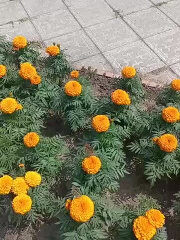 A close-up, high-angle shot shows a garden bed filled with vibrant orange marigolds. The flowers are in various stages of bloom, with some fully open and others still developing. Lush green foliage surrounds the blossoms. Two butterflies, one with brown and orange wings and another with darker, spotted wings, are visible among the flowers. The butterflies appear to be resting or feeding on the nectar. The garden bed is bordered by a tiled pathway, suggesting an outdoor setting, possibly a park or a well-maintained garden. The lighting is bright, indicating daytime.