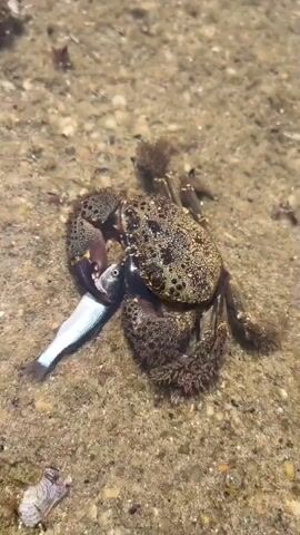 A crab is holding a small fish in its claws, with the fish positioned headfirst into the crab's mouth. The crab is on a sandy seabed, and the water is clear enough to see the bottom. The crab's legs are spread out, and it appears to be either eating the fish or preparing to eat it. There are some small rocks and debris scattered on the seabed around the crab.