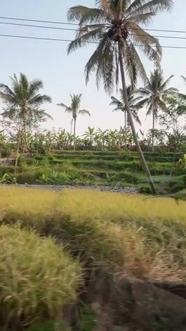 The video shows a blurry, sideways view of a tropical landscape. The foreground is filled with blurred, golden-green vegetation, likely rice paddies. Behind this, the scene transitions to tiered green fields, possibly rice terraces, with scattered banana trees and taller, slender palm trees dotting the landscape. The sky is a pale, overcast gray, suggesting either early morning or late evening. The overall impression is one of rural agricultural land in a warm climate.