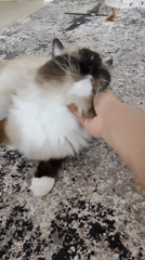 Ragdoll Cat Enjoys Attention on Cat Tree
