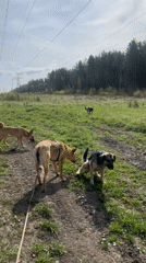Dogs walk forest trails near Nizhny Tagil Russia early morning
