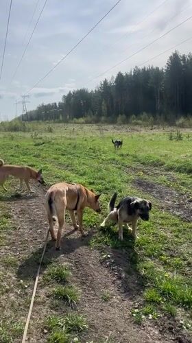 Dogs walk forest trails near Nizhny Tagil Russia early morning