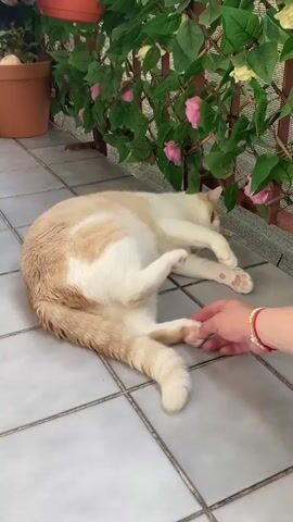 A cat is lying on its back on a tiled floor, its paws in the air. A person's hand is reaching out to pet the cat's paws. The cat has orange and white fur. In the background, there is a trellis covered in green leaves and pink and yellow flowers. There is also a terracotta pot visible in the upper left corner of the frame. The lighting is natural, suggesting it is daytime. The camera angle is slightly from above, looking down at the cat. The video is very short, with the action of petting the cat's paws occurring throughout.