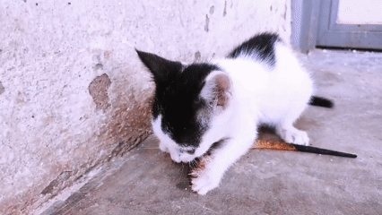 Kitten caught eating lizard on concrete in Jos, Nigeria
