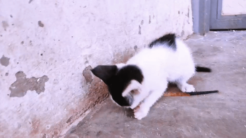 Kitten caught eating lizard on concrete in Jos, Nigeria