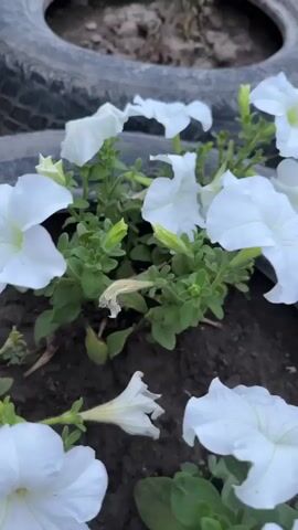 The video shows white petunia flowers growing in a garden bed. The flowers are in various stages of bloom, with some fully open and others still developing. The plants have green leaves and stems. The garden bed appears to be made of dark soil. In the background, a section of a tire is visible, suggesting that the flowers may be planted in a repurposed tire or a similar container. The lighting suggests it is daytime, possibly late afternoon or early morning, given the soft light. There are no people or animals visible in the video. The camera is focused on the flowers, creating a shallow depth of field that blurs the background. The video appears to be a short, static shot or a very slowly panning shot, with minimal movement.