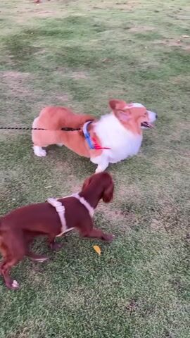 Two dogs are interacting in a grassy area. A larger, reddish-brown and white corgi is standing, with its leash attached to a blue harness. A smaller, brown dog, possibly a terrier mix, wearing a white harness with a brown stripe, is standing and appears to be sniffing or nudging the corgi's hindquarters. Both dogs are on leashes. The leash of the smaller dog is bright pink and has a leopard print pattern. The leash of the corgi is black. In the background, a person is visible standing with their legs bent, wearing dark shorts and flip-flops. The ground is covered in green grass with some fallen yellow leaves. The lighting suggests it may be dusk or dawn.
