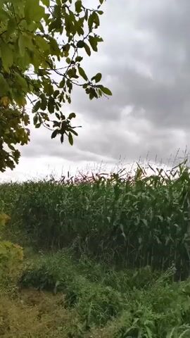 A video captures a field of corn under a cloudy sky. Leaves from a tree are visible in the upper left corner, and the corn stalks stretch across the frame. The sky is overcast with gray clouds.