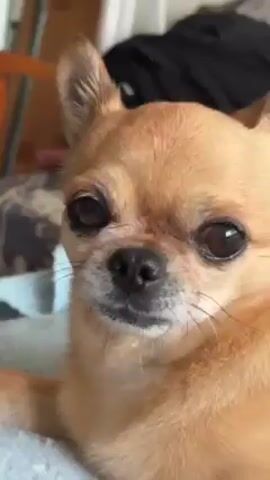 The video shows a close-up of a small, tan-colored Chihuahua dog. The dog has large, dark eyes and a black nose, and its whiskers are visible. It is looking directly at the camera with a slightly stern expression. The dog is resting on a light blue blanket or surface. The background is blurred, but some objects can be distinguished, including a wooden chair leg and some dark clothing. The lighting is soft and natural.