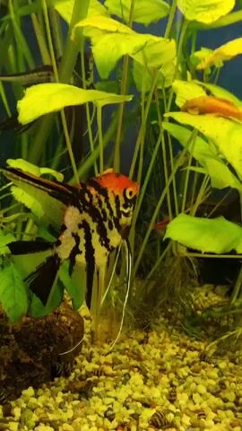 The video shows an aquarium with gravel substrate, plants, and fish. In the foreground, a freshwater angelfish with black and yellow stripes and a red head swims among green leaves. In the background, other fish, including some small red fish and a larger striped fish, are visible swimming among the plants. The water appears clear, and the lighting illuminates the aquarium.