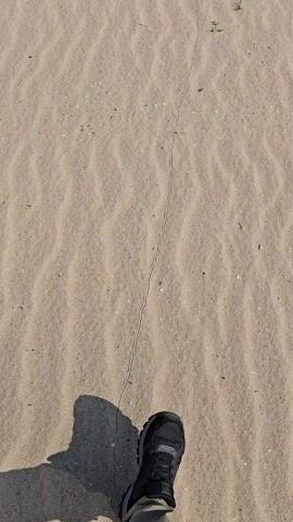 A medium-angle, slightly low-angle shot pans upward to reveal a sandy beach on a clear day. The light-brown sand is marked with a series of small, evenly-spaced parallel lines, as well as a single, thin, continuous line created by an unidentified object. Small, green plants are sparsely scattered across the sand. As the camera pans upwards, the horizon line reveals a calm, pale-blue sea meeting a clear, bright-blue sky.  Footprints dot the sand in the middle distance.  In the far distance, the landscape rises into a dark hill at the extreme right of the frame.