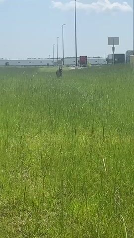 A medium shot captures a German Shepherd dog trotting through a field of tall, green grass. The dog is in the center of the frame, appearing alert and focused as it moves forward. In the background, a long, white building stretches horizontally, likely a warehouse or industrial complex, with several tall lampposts lining the area in front of it. A red truck is parked near the building, and a white sign is visible. The sky is bright blue with scattered white clouds, suggesting it is daytime with fair weather. The scene appears to be outdoors in a semi-urban or industrial area, indicated by the presence of the large building and infrastructure. The overall mood is calm and natural, with the dog being the sole active subject in the otherwise static background.