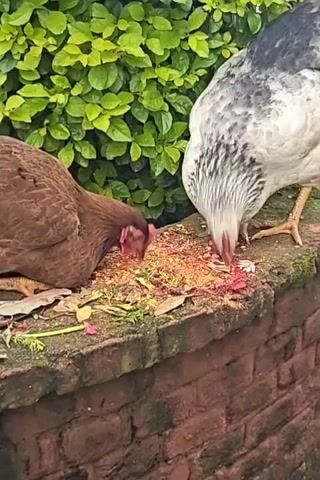 The video shows two chickens pecking at food on a brick ledge. A brown chicken is on the left, and a gray and white chicken is on the right. Both chickens are facing away from the camera and eating. The background is a lush green hedge. The lighting suggests it is daytime, possibly overcast. The food appears to be a mixture of grains and possibly some pink flower petals. The chickens are actively engaged in eating.