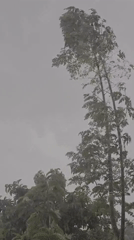 Storm brings heavy rain, strong winds to Lhokseumawe, Indonesia