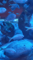 Marine park exhibits documented in Phú Quốc, Vietnam