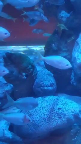 The video shows an aquarium. Various blue-colored fish swim in front of and around rock structures. A large, patterned rock with a face-like structure is also visible. The aquarium is lit with blue lighting. Someone is heard speaking in the background.