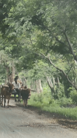 Bullock cart on a rural road through farmland in Mhaiswadi