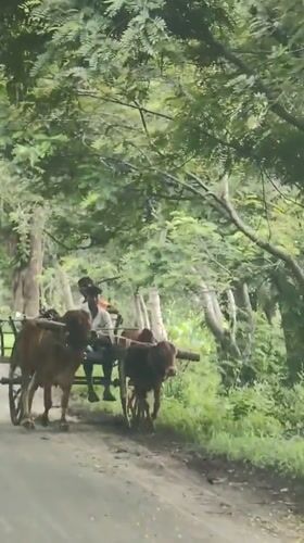 Bullock cart on a rural road through farmland in Mhaiswadi