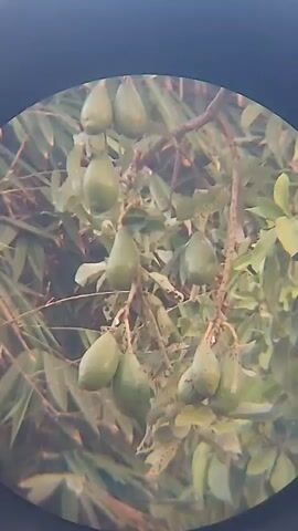 The video displays a cluster of unripe avocados hanging from a tree branch. The avocados are elongated and green. The background consists of green foliage and tree branches. The view is through a circular lens, suggesting the use of binoculars or a telescope. The footage appears to be taken outdoors in natural light.