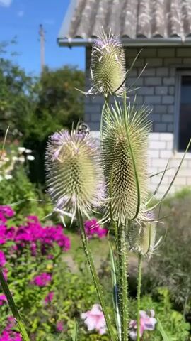 A close-up video shows a bee on a thistle plant. The bee is black and yellow, and it is covered in pollen. The thistle plant has large, spiky seed heads with purple flowers. In the background, there is a garden with pink and white flowers. A house with a white brick wall and a gray roof is visible in the distance. The sky is blue with a few white clouds. The video is filmed in a garden setting, likely outdoors during the daytime.
