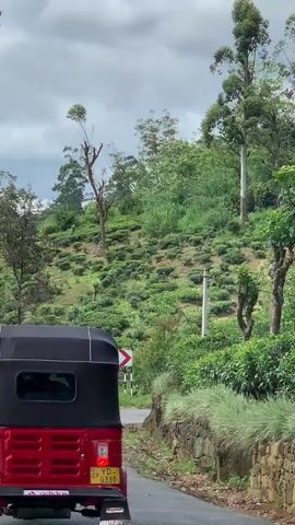 A red and black tuk-tuk is driving away from the camera on a paved road. The road is surrounded by lush green foliage and tea plantations on a hillside. Tall trees with visible power lines are also present. The sky is overcast. The tuk-tuk has a license plate that reads "VD 0389". Traffic signs indicating a curve in the road are visible on the side of the road.