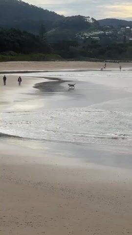 This is a vertical, eye-level video of a beach. In the foreground, there is a sandy beach. Further back, there are calm waves and shallow water. Two people and a dog are walking near the water's edge. In the background, there is a line of trees and hills with some buildings on them. The sky is overcast. The video is 4 seconds long.