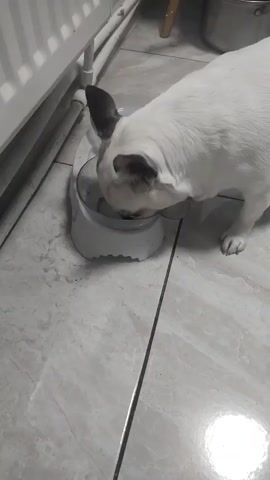 A white French bulldog with black markings around its eyes and ears is eating from a white bowl on a tiled floor. The dog is standing with its head lowered into the bowl. In the background, there is a white radiator and a portion of a wooden chair.