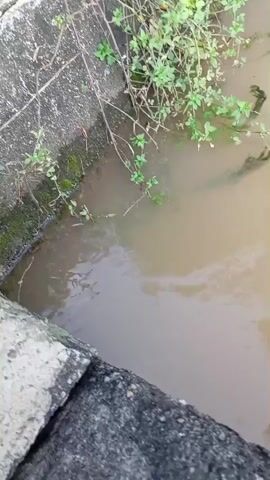A murky brown body of water, possibly a ditch or drainage channel, is shown from a high angle. The water is bordered by a concrete structure on the left side and overgrown vegetation with green leaves on the top and left. Several dark, elongated objects, likely submerged branches or debris, are visible in the water. The camera is positioned above the water, looking down and slightly to the right. The water is still, with some ripples suggesting slight movement. The scene appears natural and undisturbed, with no visible human activity.