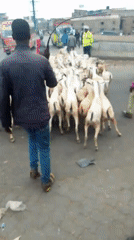 Numbered goat herd moves through Nairobi streets with traffic
