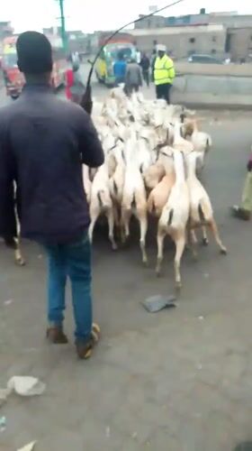 Numbered goat herd moves through Nairobi streets with traffic