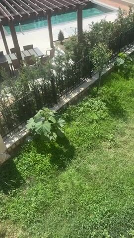 The video shows a high-angle view of a grassy yard next to a fence. A small tree with large leaves is in the foreground. Beyond the fence is a swimming pool and outdoor furniture. The sun is shining, and there are shadows on the grass.