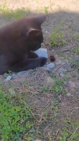 A black cat with yellow eyes is lying on the ground and playing with a small orange and black insect. The cat is facing to the right and nudging the insect with its paw. The ground is covered in dry grass, small stones, and some green weeds. A small gray object, possibly a piece of concrete, is next to the insect and the cat's paw. The background is blurred but appears to be an outdoor setting with sunlight casting shadows.