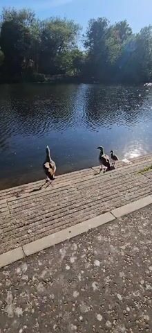 This video, filmed in Norwich, United Kingdom, captures a peaceful outdoor scene featuring three geese by a body of water. The subjects include two adult geese and one smaller, younger goose. They are standing on a paved riverbank or canal bank, which appears to be a walkway or steps leading down to the water.

In the foreground on the left, one adult goose is observed preening or shaking its feathers. On the right side of the frame, another adult goose stands beside a juvenile goose, both looking out towards the water. The water's surface reflects the bright sunlight, creating shimmering patterns. In the background, lush green trees line the opposite bank of the river or canal, suggesting a natural or park-like setting.

The time of day appears to be bright and sunny, indicative of clear weather conditions. The overall atmosphere is calm and serene. No human subjects are visible, and there is no discernible text within the video frame. The audio accompanying the video includes the distinct honking sounds of geese.