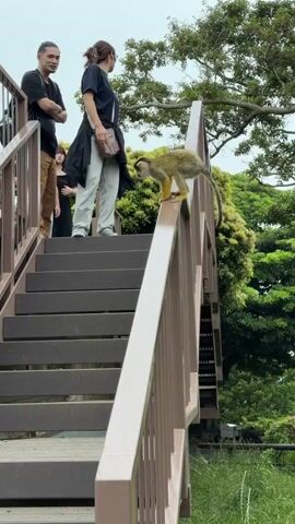 A small monkey is perched on the railing of a wooden staircase. Two people are standing on the stairs behind the monkey, and another person is further down the stairs. The monkey is facing to the right, and its body is angled towards the viewer. The people on the stairs are looking at the monkey. The environment is outdoors, with trees and greenery in the background. The sky is overcast.