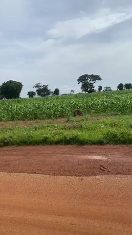 The video shows a rural landscape with a dirt road in the foreground and a field of green crops, possibly corn, in the middle ground. Several trees are scattered across the landscape, and the sky is cloudy. In the middle of the video, two people are seen riding on a motorcycle down the dirt road, traveling from right to left. The person in the front is driving, and the person in the back is sitting behind them. The motorcycle is red and appears to be a standard model. The video has a static camera perspective for the most part, with some slight movement as the motorcycle passes by. The overall scene depicts a serene, undeveloped environment.