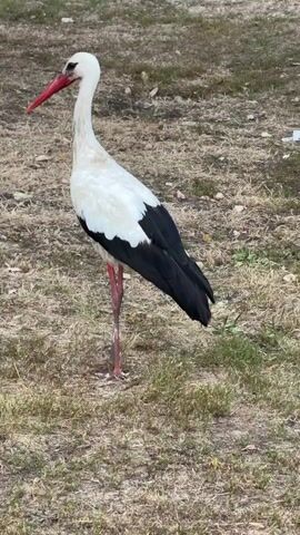 A white stork stands on dry ground with sparse grass. The stork has a long red beak and pink legs. Its body is mostly white with black wingtips. The bird is standing still and facing left. The background is blurred and consists of more dry ground and some green grass.