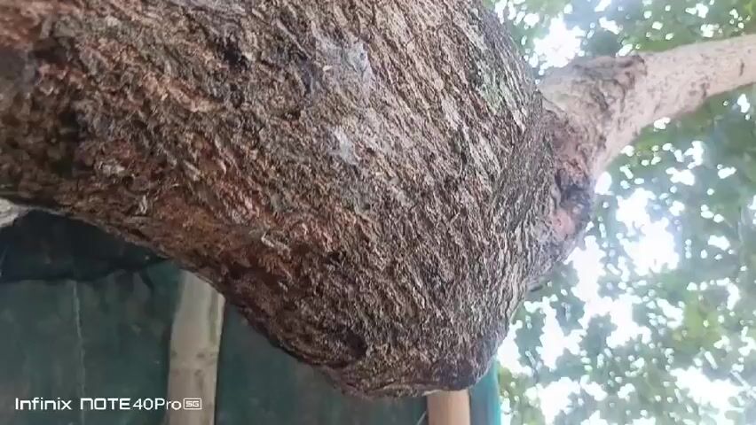 The video shows a close-up view of a tree trunk from a low angle, looking upwards through the leaves towards the sky. The bark of the tree is rough and textured. As the camera pans upwards, a peacock is visible perched on a branch of the tree, its green and blue plumage standing out against the foliage. The surrounding environment appears to be a natural outdoor setting with lush green leaves and branches forming a canopy. The Infinix Note 40Pro logo is visible in the bottom left corner of the screen.