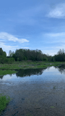 Woman explores wetlands and rural areas in Фоки Russia