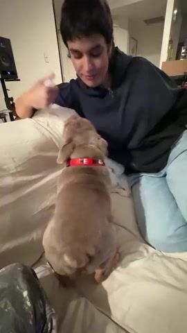 A person with short, dark hair and wearing a dark hoodie and light blue jeans is sitting on a bed and interacting with a small, light brown dog. The dog is wearing a red collar with white lettering. The person is holding a white object, possibly a piece of food, in their right hand and offering it to the dog, who is looking up and appears to be trying to take it. The background shows a speaker on a stand to the left and a wall with some items on it to the right. The environment appears to be an indoor room.
