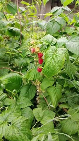 A close-up shot shows a cluster of raspberries on a branch, surrounded by green leaves. The berries are a mix of red and lighter shades, with some appearing unripe. The background is blurred, suggesting a natural outdoor setting. There are no people or animals visible in the frame. The camera is still, capturing the stillness of the foliage.