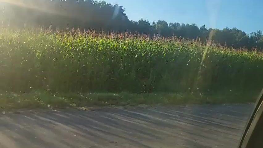 A video taken from a car driving down a paved road bordered by a cornfield on the left and trees on the right. The sun is shining brightly, creating lens flare in the upper left corner of the video. The corn stalks are tall and green. There is a power line visible in the distance. The trees on the right are lush and green. The road appears to be in a rural area.