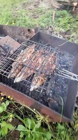 The video shows a close-up of several fish being grilled on a metal grate over hot coals. The fish appear to be whole and are arranged in a single layer on the grate. The scene is outdoors, with green grass and some yellow wildflowers visible in the foreground and background. The grill is placed in a dark metal brazier, which is set on the ground. There are some pieces of wood and ash around the brazier, suggesting a campfire or barbecue.

In the latter part of the video, the camera pans away from the grill to show a wider view of the surroundings. The setting appears to be a wooded area with trees and green vegetation. The ground is uneven and covered with grass and some fallen branches. The light suggests it could be daytime, possibly overcast or late afternoon, given the soft lighting. There is no visible text in the video.

The activity taking place is the cooking of fish over an open fire, a common outdoor activity. The overall impression is one of a rustic, natural setting, possibly a dacha (summer house) in Russia, given the context. The focus on the food being cooked suggests an interest in the culinary aspect of the event.