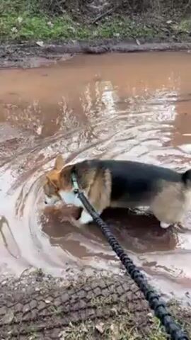 The video shows a corgi dog wading into a muddy puddle. The dog is on a leash held by someone who is not visible in the frame. The puddle is brown and opaque, with tyre tracks visible in the surrounding mud. The dog dips its head into the water and seems to be drinking. The environment around the puddle appears to be a wooded area.