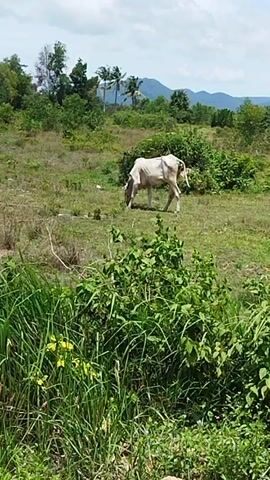 A white cow grazes in a field with tall grass and bushes. In the background, there are trees and hills under a cloudy sky.