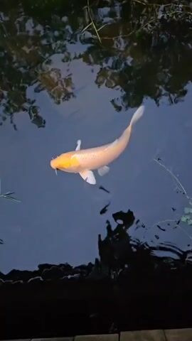 The video shows a single, orange-colored koi fish swimming in a body of water. The water appears dark and reflects the surrounding foliage. The fish is seen from above, moving slowly with visible fins and barbels. Some small plants are visible in the water around the fish. The edge of the pond or container is visible in the bottom part of the frame.